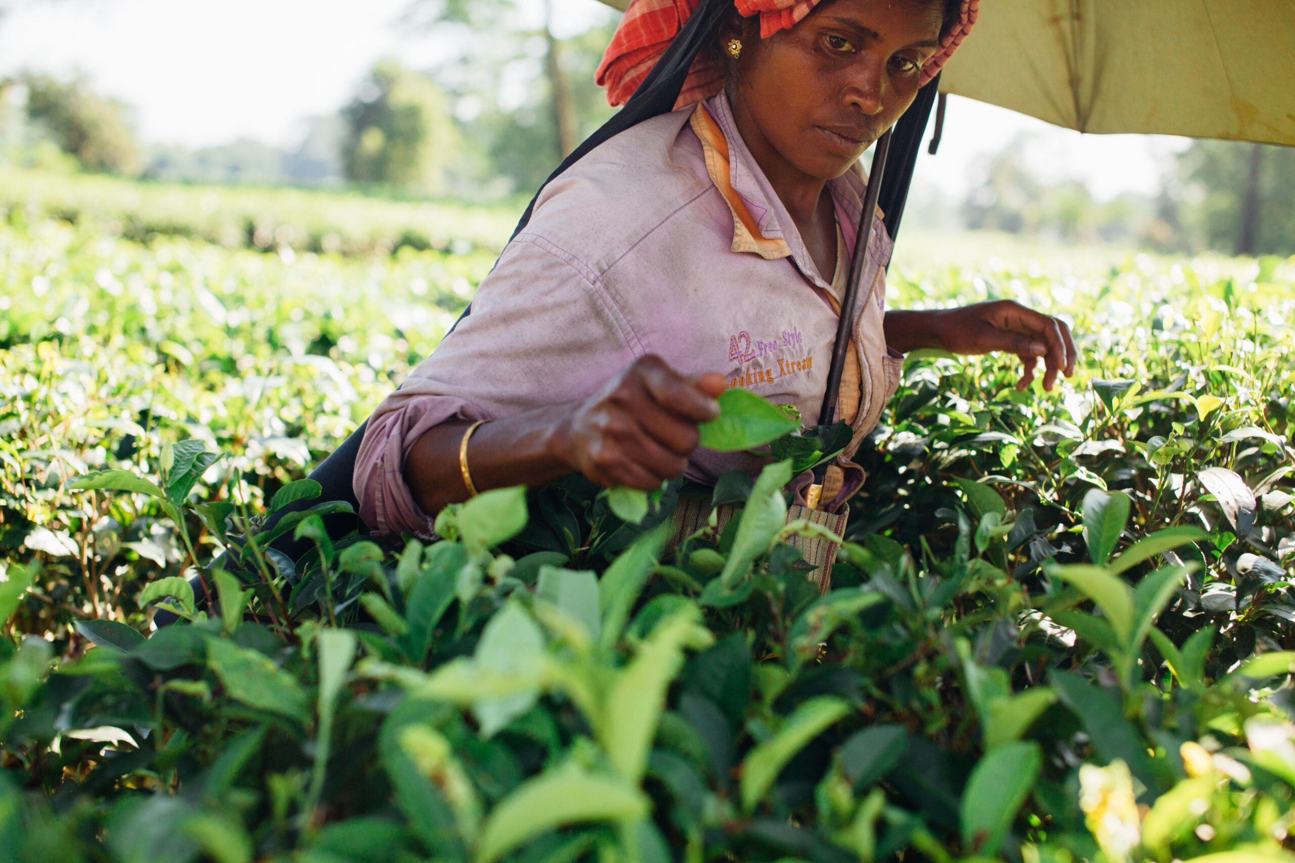 Farmer hand-picking fresh tea leaves, representing heirloom harvesting traditions