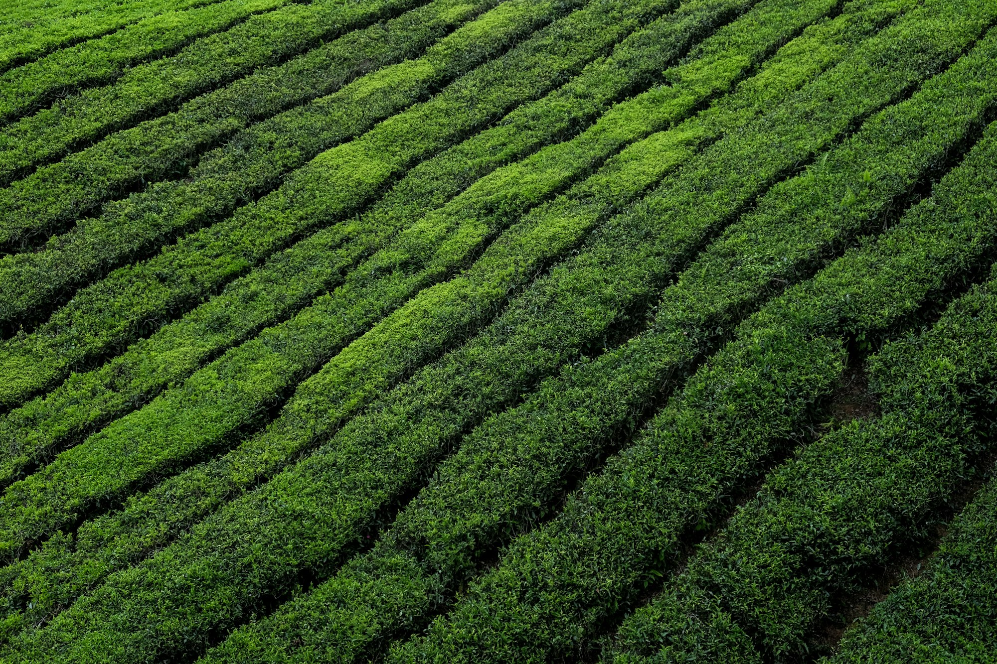 The Global Buyer’s Guide to Sourcing Premium Indonesian Tea & Coffee